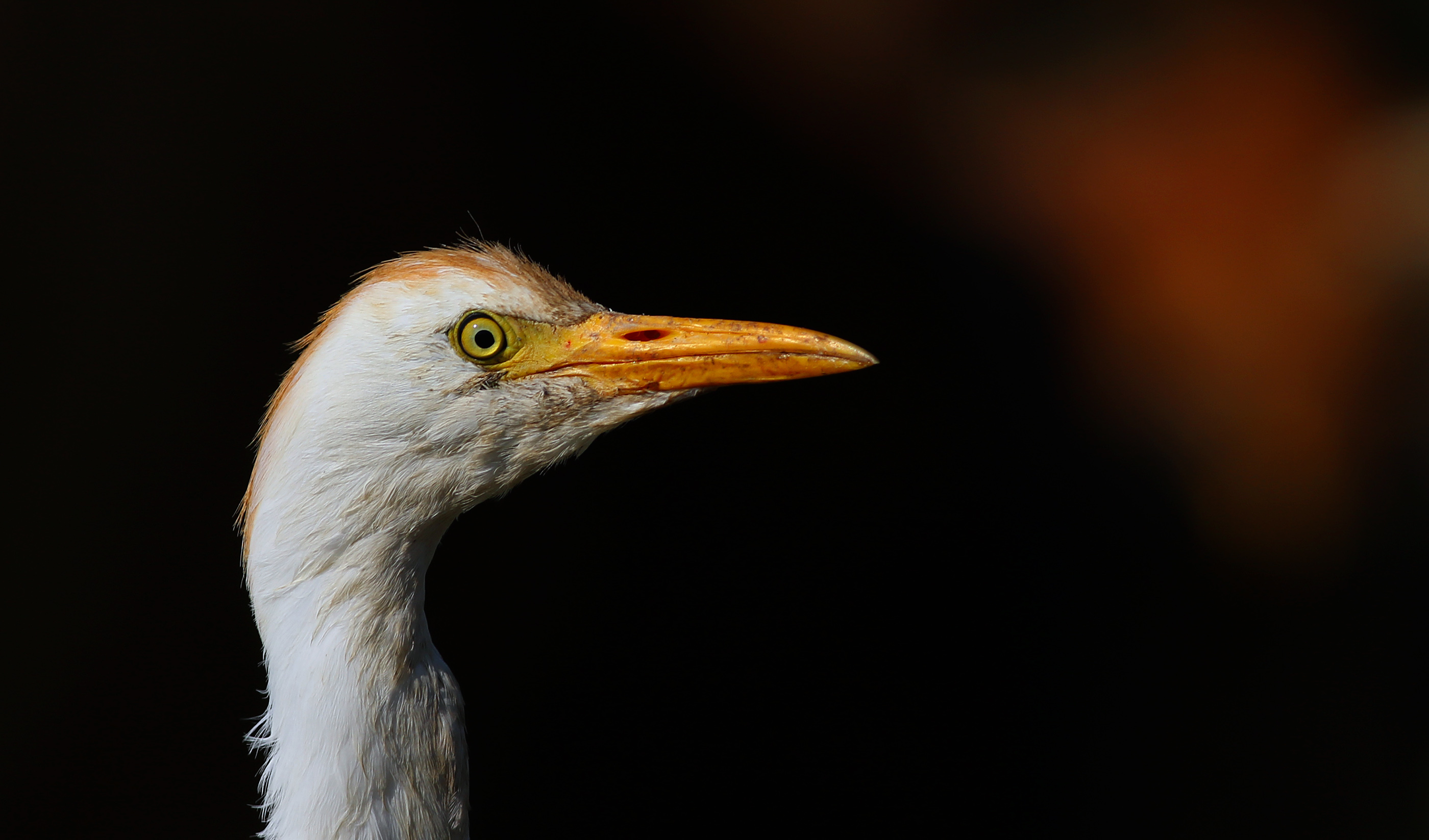 Cattle Egret